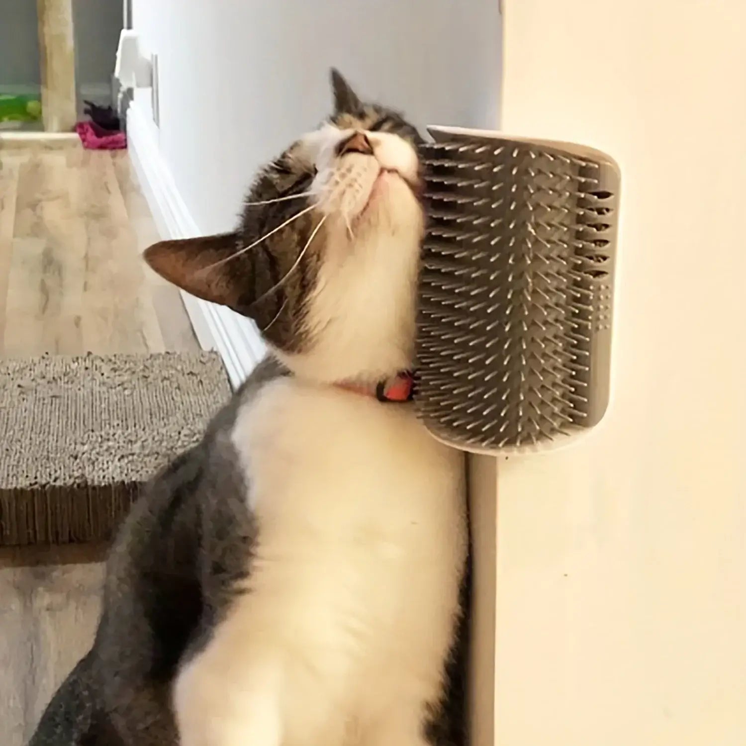 Cat using a wall-mounted cat scratcher