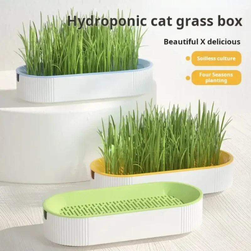 Hydroponic cat grass box with green grass in three different colored containers on a light background.

