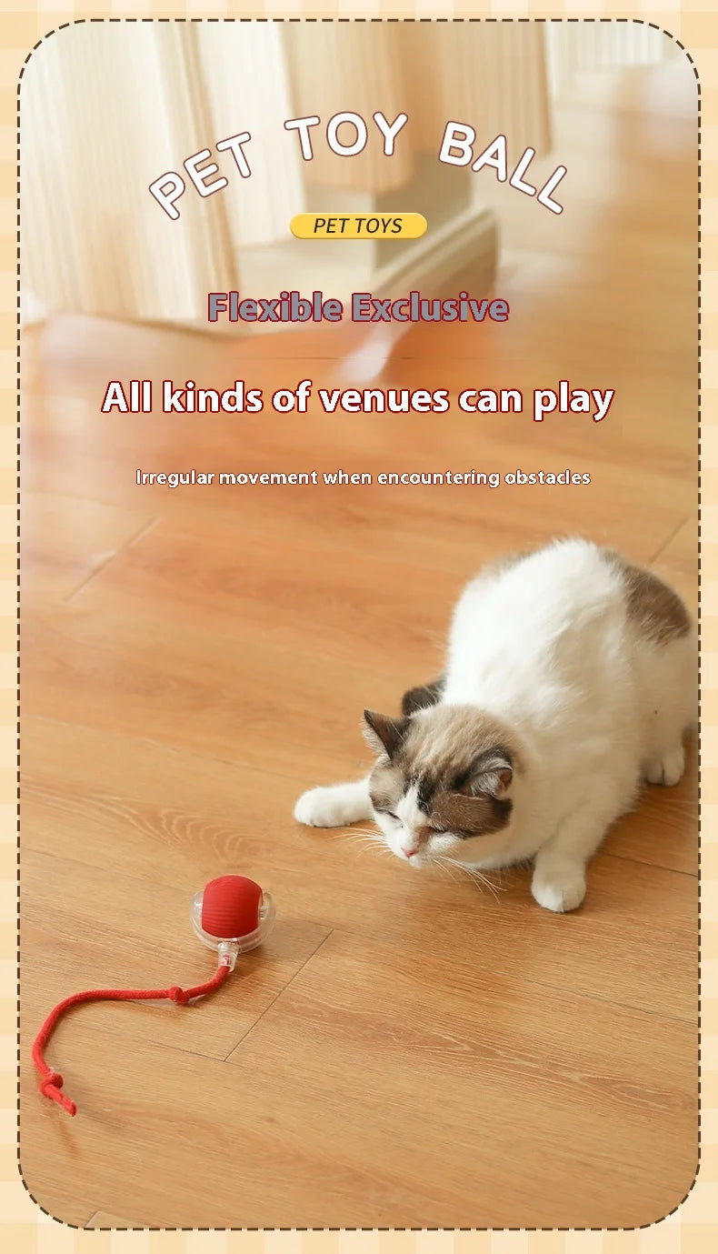 Cat playing with a red pet toy ball on a wooden floor.

