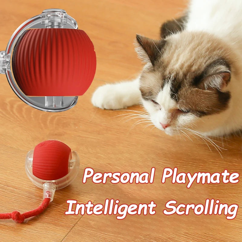 Cat interacting with a red and clear toy on a wooden floor

